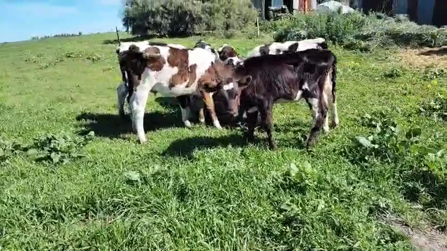 Lote 7 Terneros y Terneras a remate en Pantalla Camy 80kg - , San José