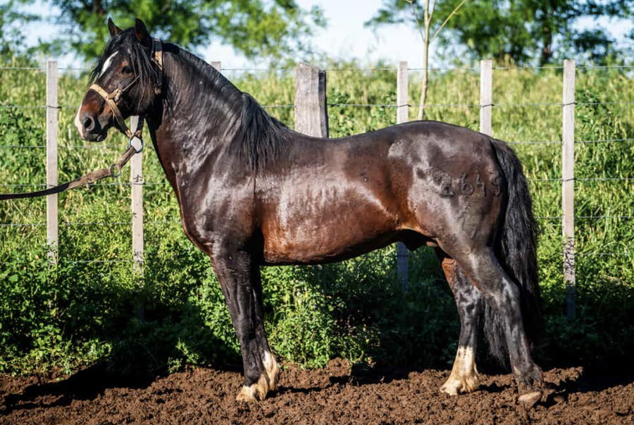 Lote DEL OESTE FUGITIVO