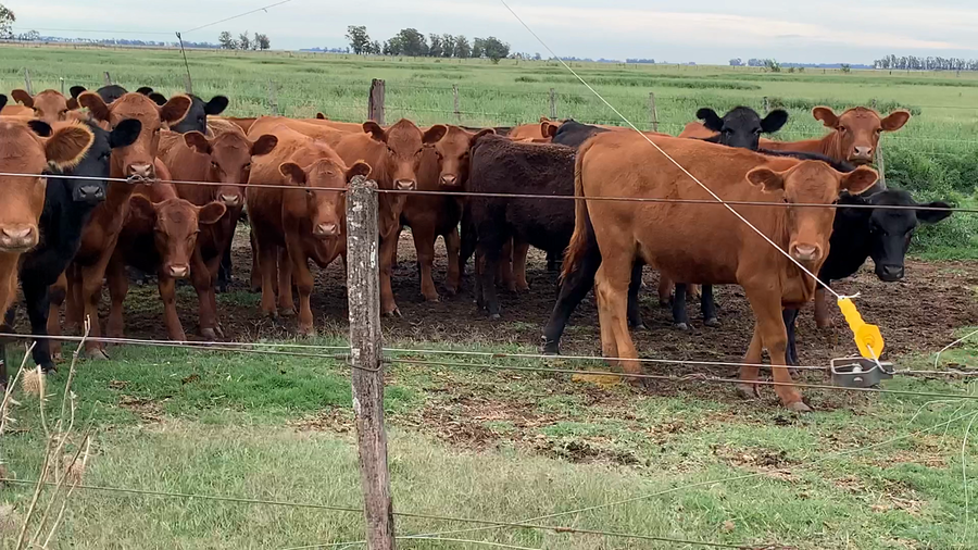 Lote 43 Terneras en Roberts, Buenos Aires