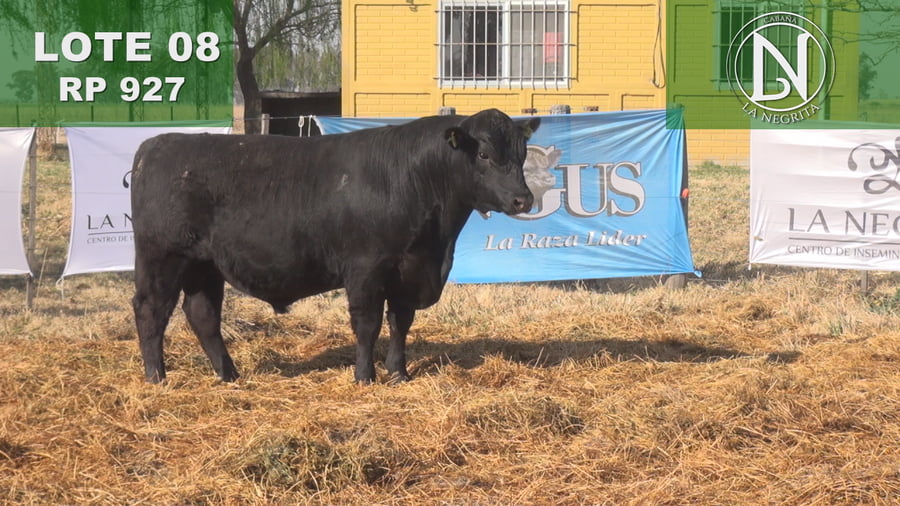 Lote TORO PC ANGUS NEGRO - RP 927