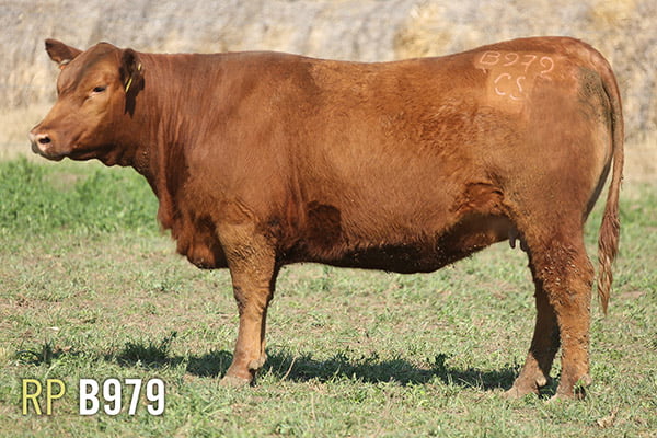 Lote 4 VAQUILLONAS PREÑADAS PURAS DE PEDIGREE