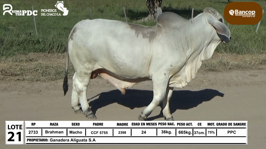 Lote Lote 21