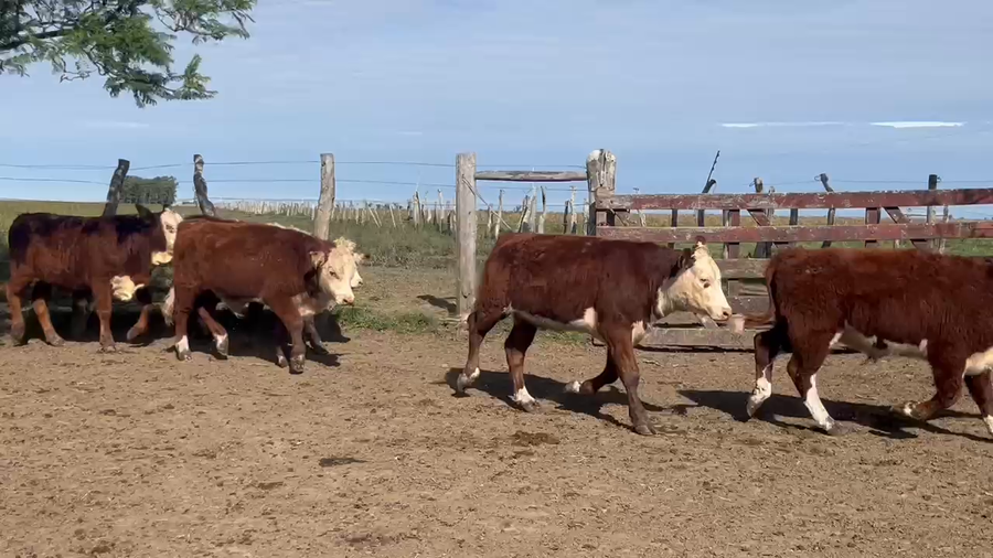 Lote 70 Terneros