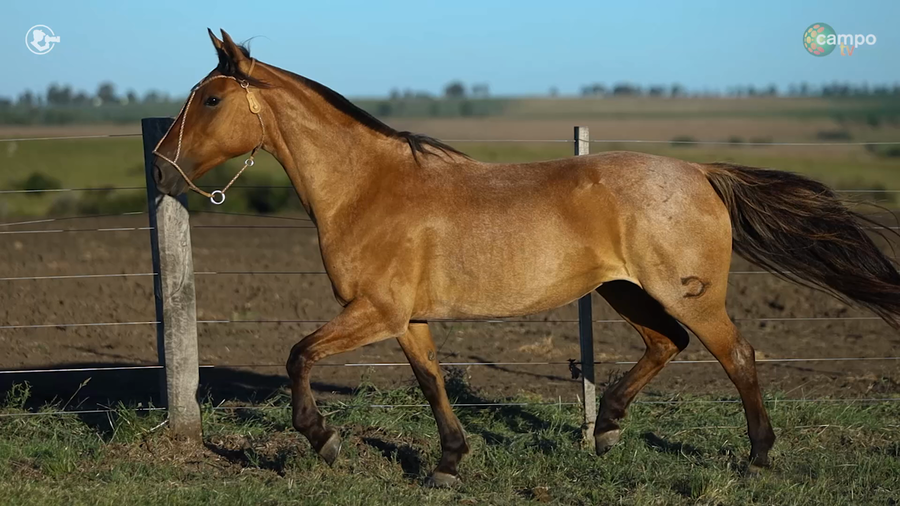 Lote LA ROSADA ISLA MALA