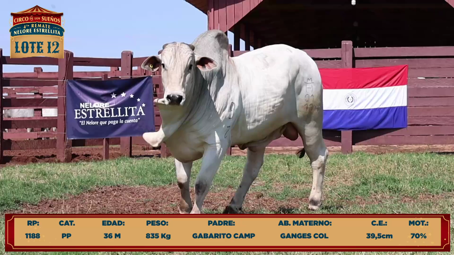 Lote LOTE 12