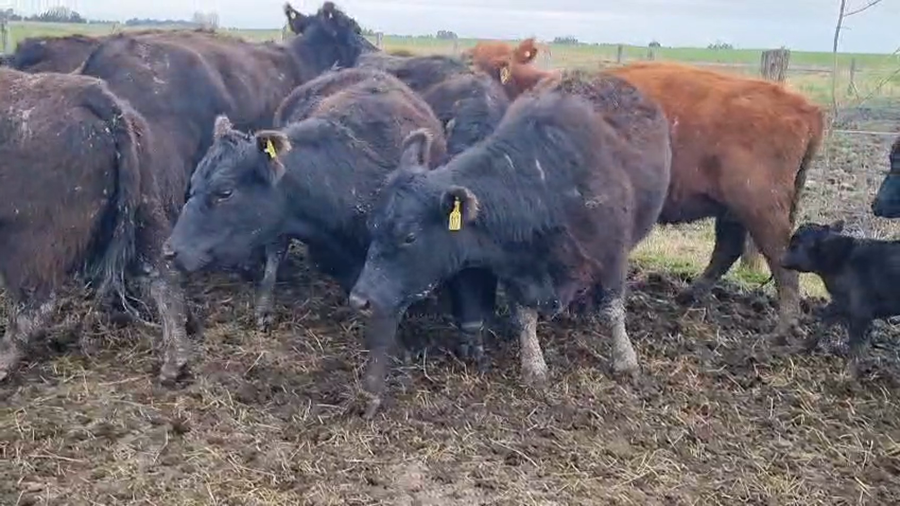 Lote 11 Vacas nuevas C/ gtia de preñez