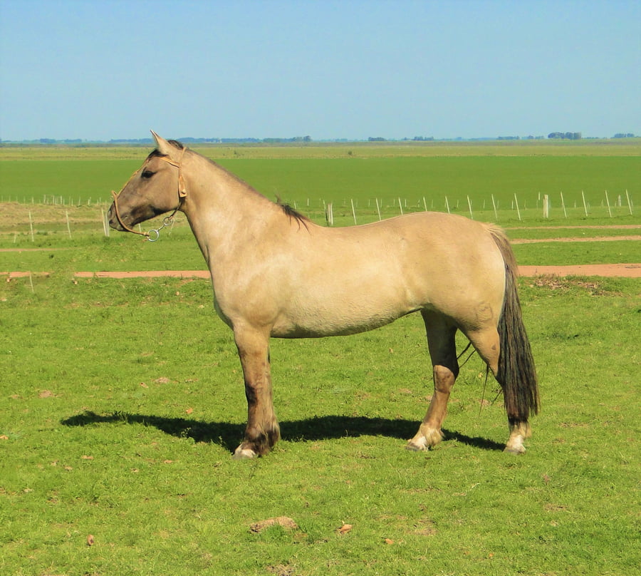 Lote Criollos da Fronteira Cañada Katimba  RP: 362