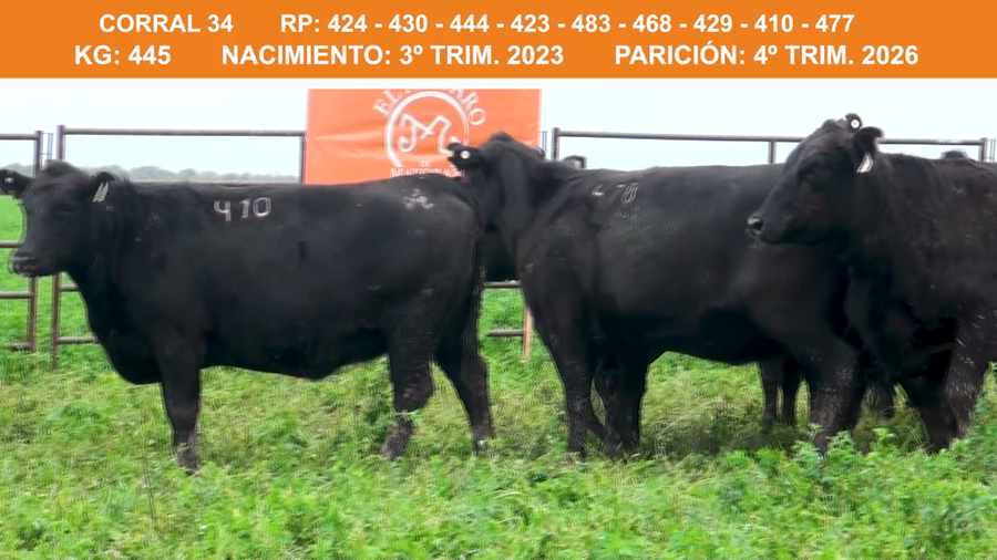 Lote VAQUILLONAS BRANGUS PREÑADAS  2023 EL AMPARO