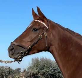 Lote JUGADA PERFECTA