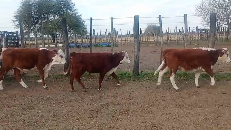 Lote 28 Terneros/as