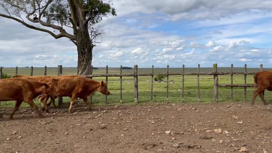 Lote Vacas Preñadas
