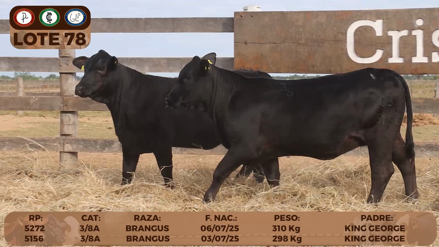 Lote LOTE 78
