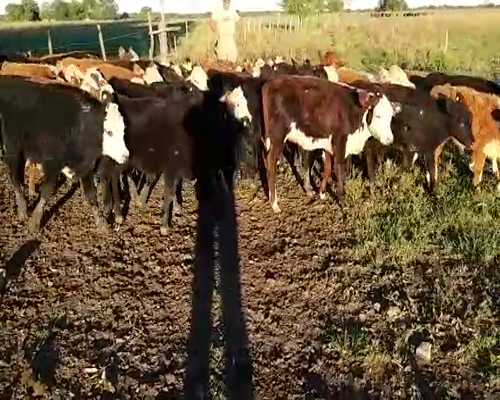 Lote 50 Terneros/as en Villaguay, Entre Ríos