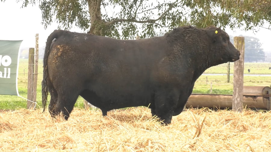 Lote TOROS PUROS POR CRUZA