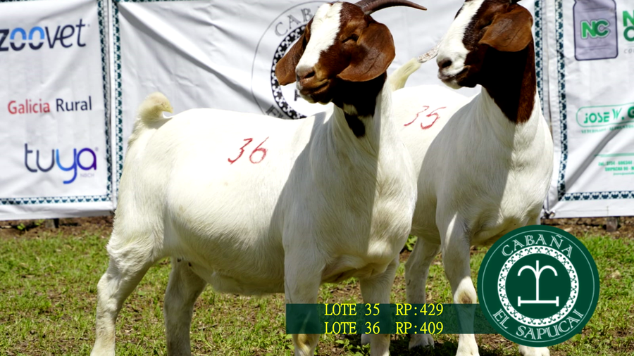 Lote RP 429 Y RP 409