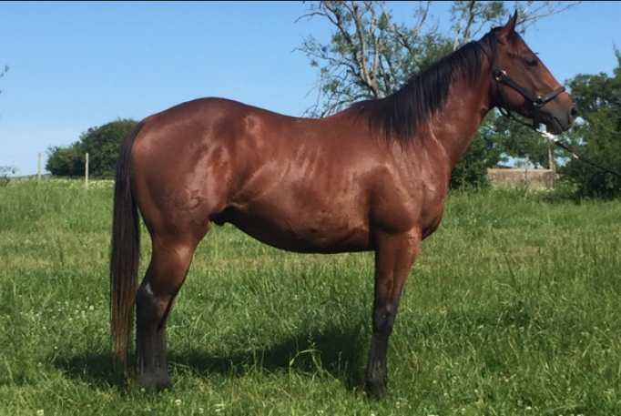 Lote UNICO DEL STOLI LORENCITA