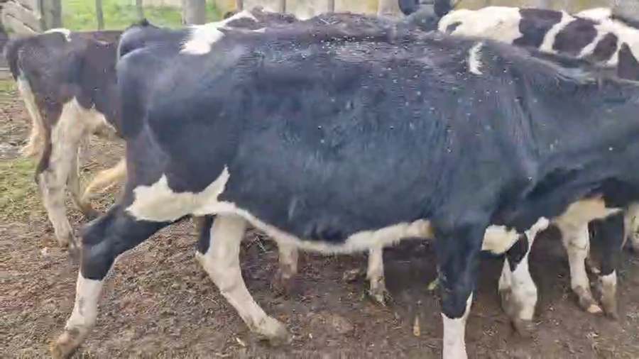 Lote 17 Terneros a remate en Pantalla Camy 140kg - , San José