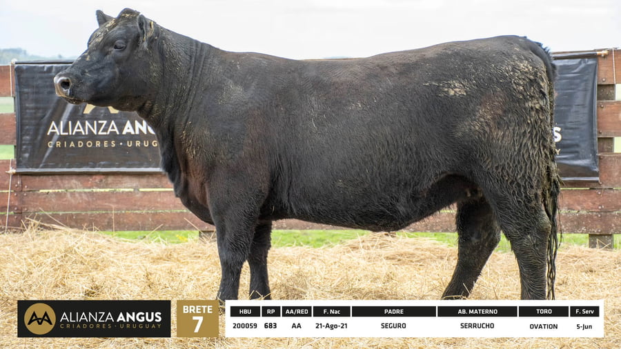 Lote Vaquillona RP 683 - PI 2 Años Preñadas