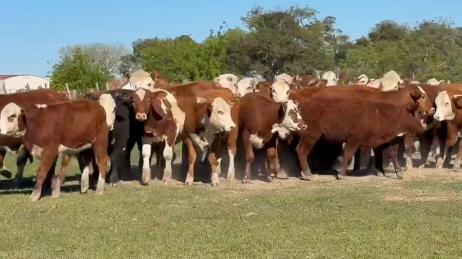 Lote 81 Terneros/as