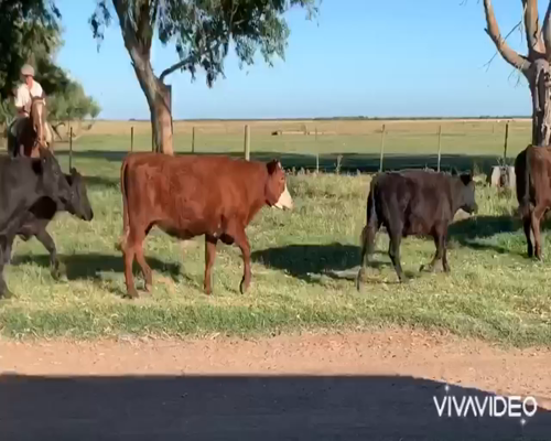 Lote 60 Novillitos en Dolores, Buenos Aires