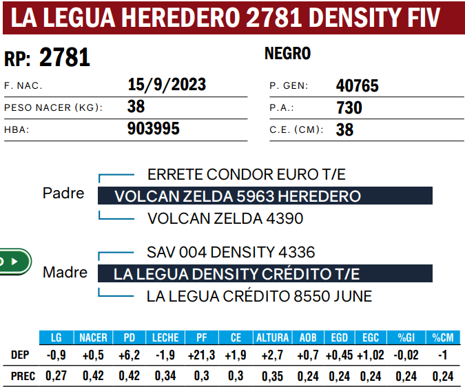 Lote TOROS ANGUS  PP