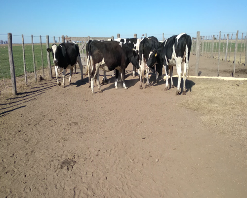Lote VAQUILLONA PREÑADA 3 MASSONI GABRIEL