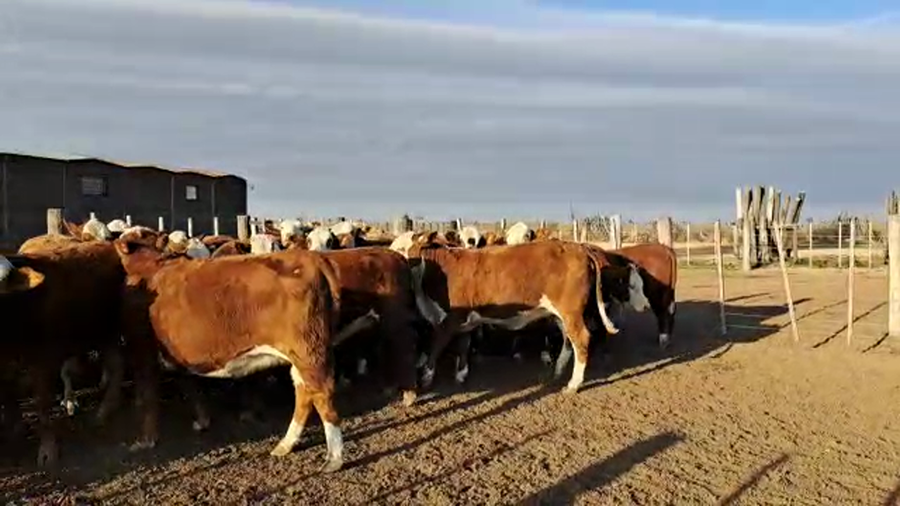 Lote 32 Vaquillonas preñadas en Sta. Clara de Saguier, Santa Fe