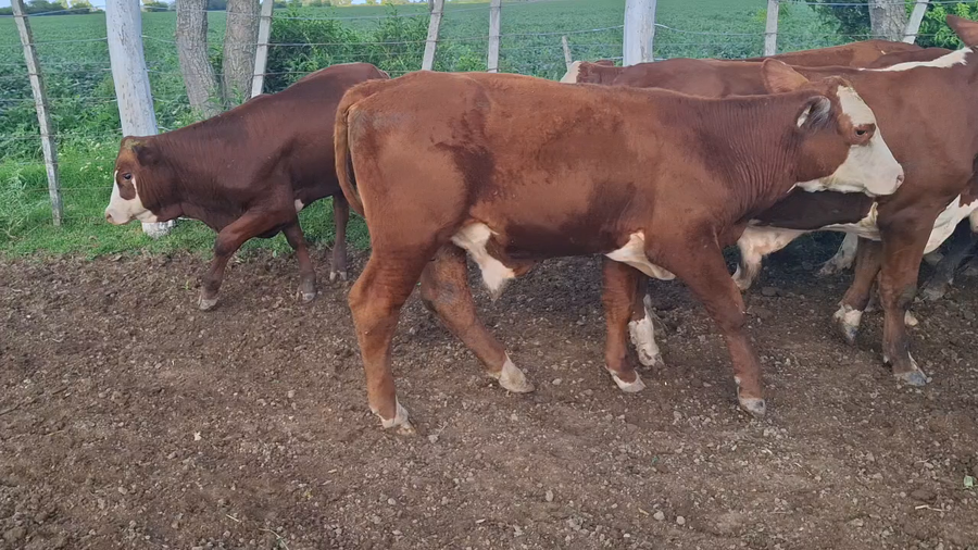 Lote 25 Terneros Braford en Sunchales, Santa Fe