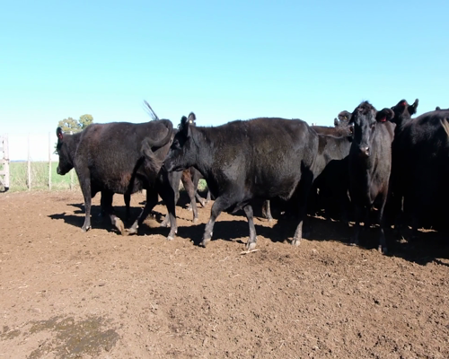 Lote Vacas CGP de 3ra paricion, Madres Angus Seleccionadas., en Olavarria, PBA.-
