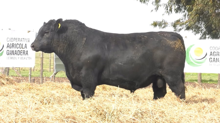 Lote TOROS PUROS POR CRUZA