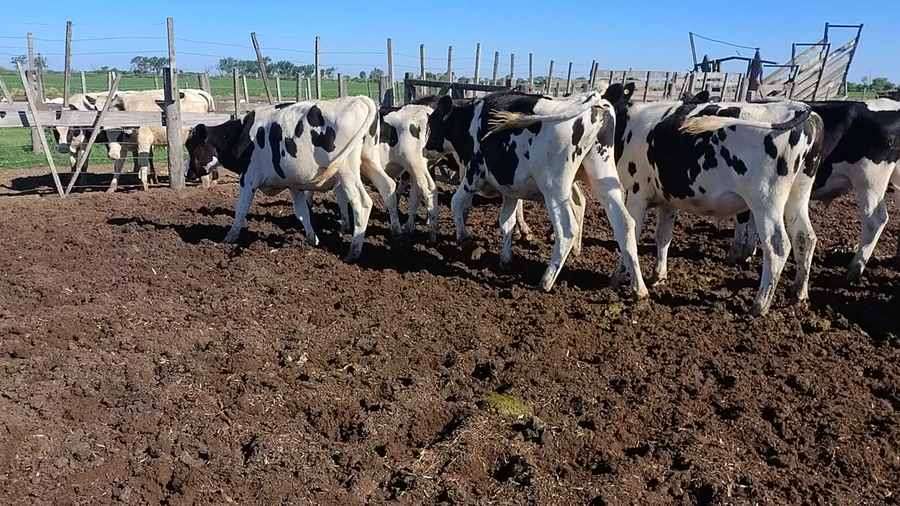 Lote 24 Novillitos Holando Argentino en San Francisco, Córdoba