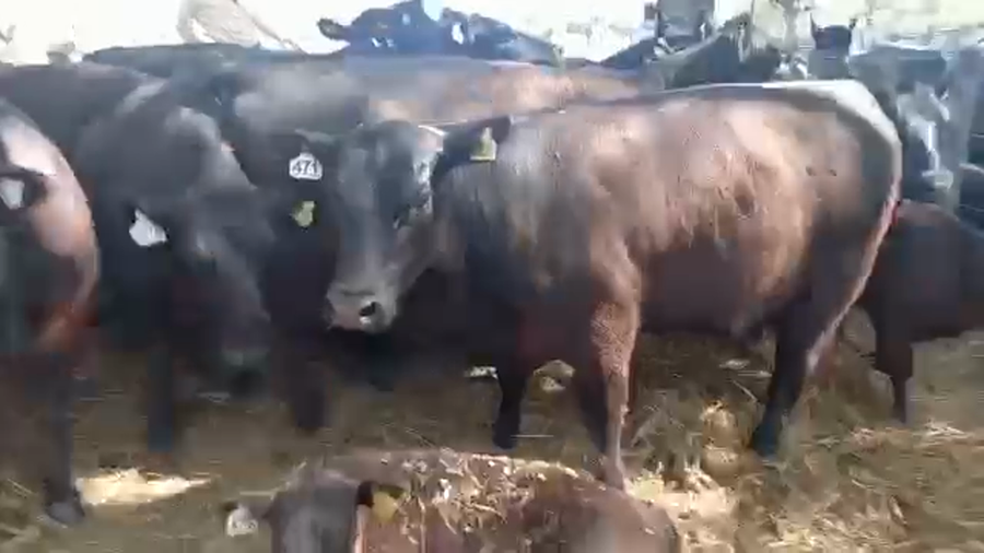 Lote "Corral 6 Vaq. AA PC ""Est. La Negra"""