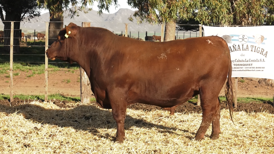 Lote TOROS PUROS CONTROLADOS