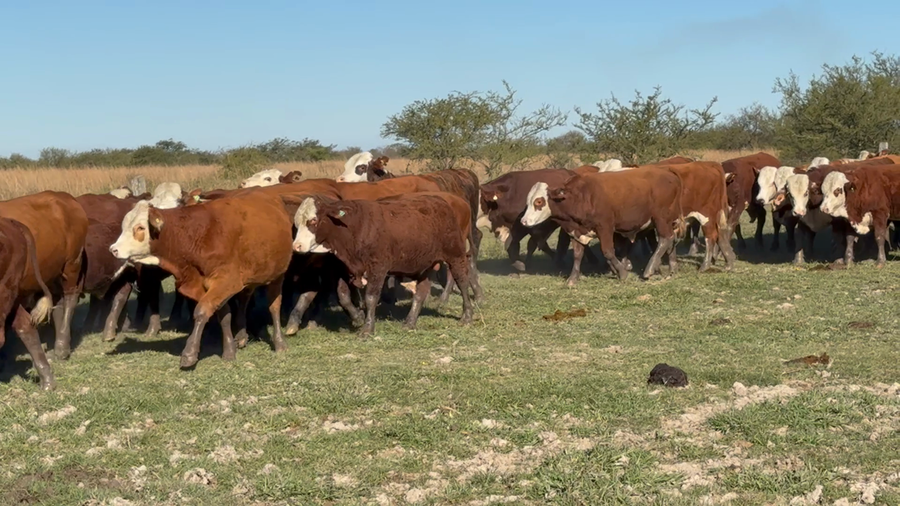 Lote 120 Mej Pesado en Corrientes, Mercedes