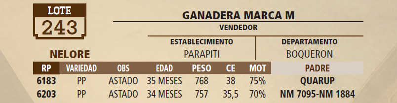 Lote LOTE 243 - VIVO