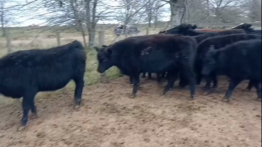 Lote 35 Vaquillonas