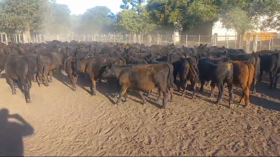Lote 70 Terneras en Pahuajo