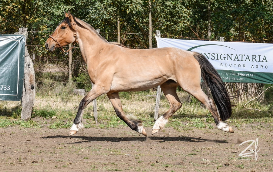 Lote Aperea Ñaquiñá