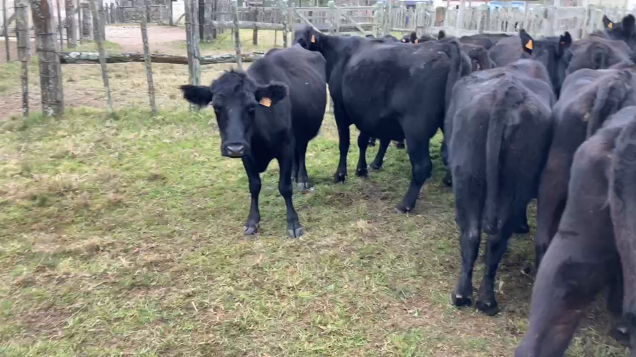 Lote 26 Vaca en Tupambaé, Cerro Largo