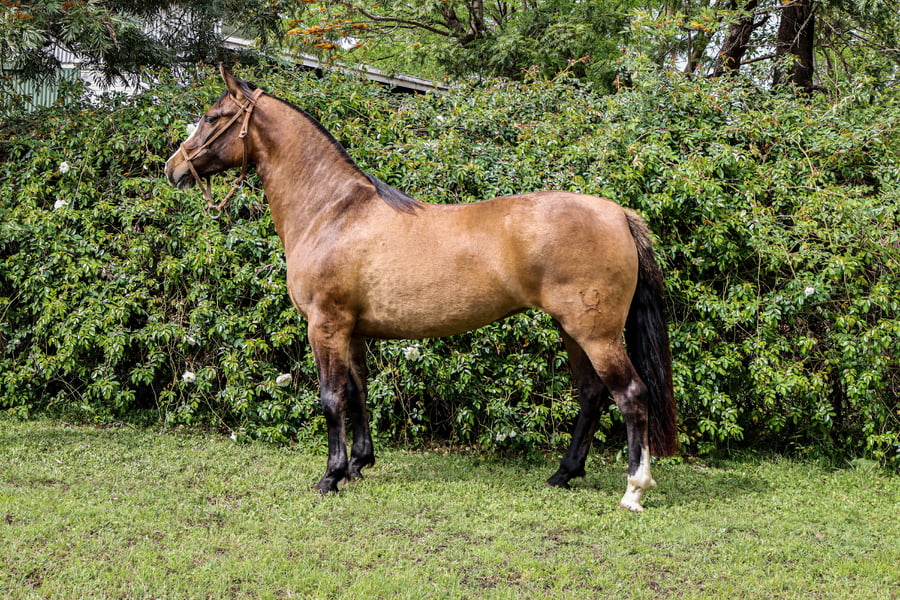 Lote RP 3498 - PORÁ JUANA