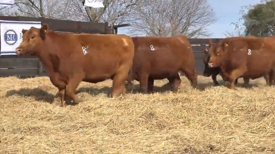 Lote Vaquillas Preñadas Me Ken