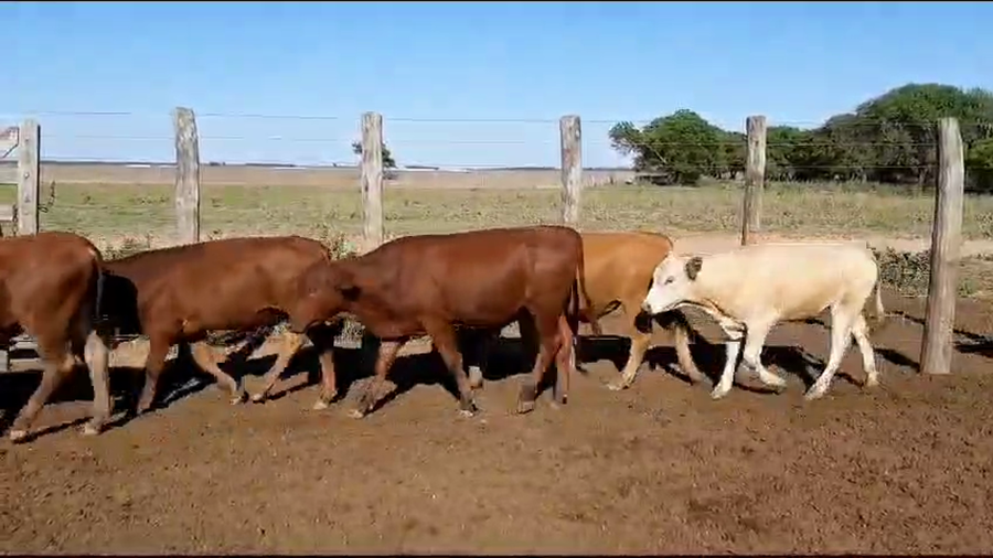 Lote 65 Terneros en Vilelas, Santiago del Estero