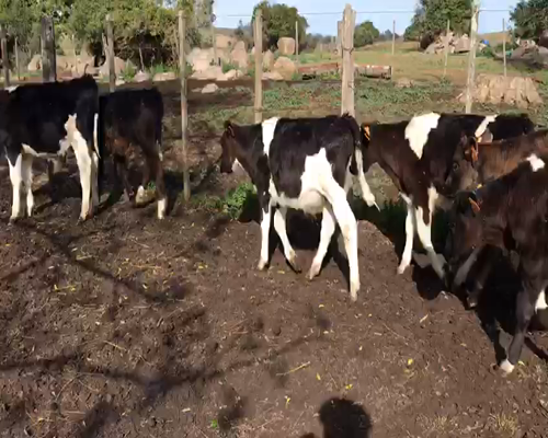 Lote 20 Terneros HOLANDO a remate en Pantalla Camy 90 - 110kg - , San José