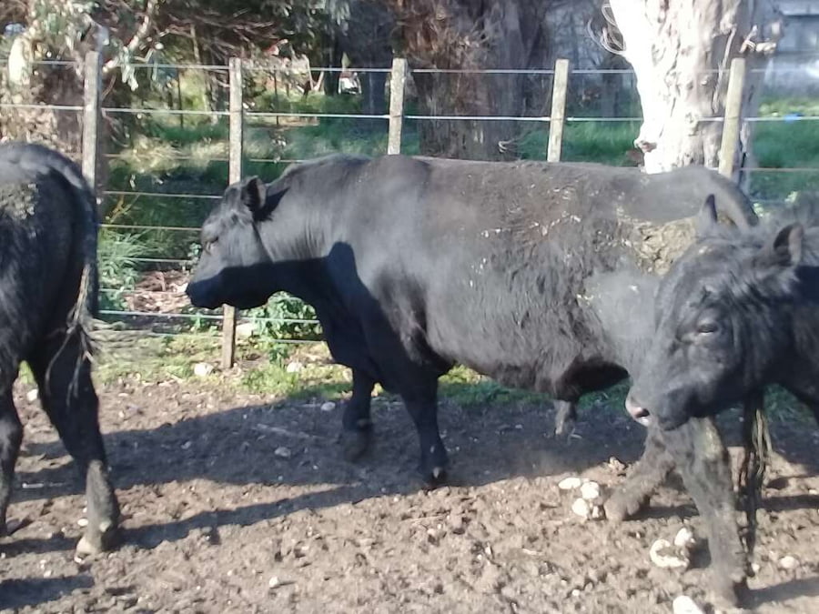Lote 9 Toros reproductor en Benito Juárez, Buenos Aires