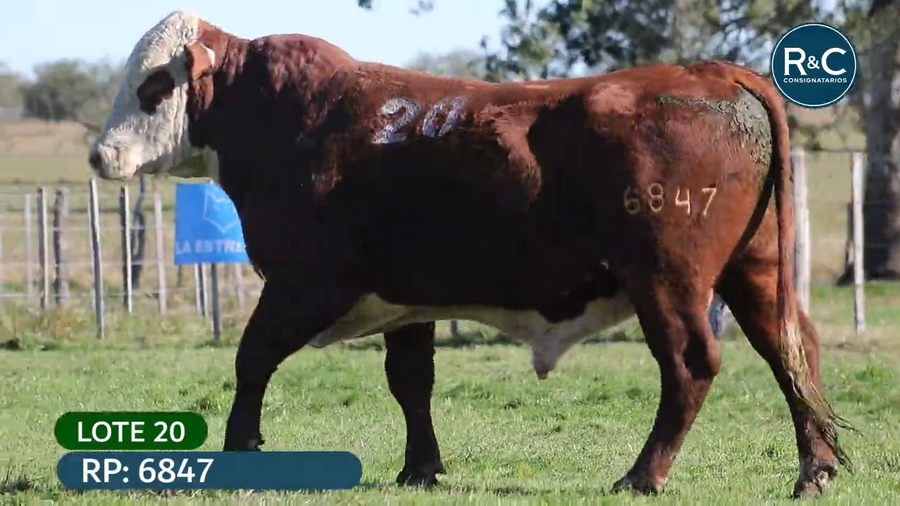 Lote Toros señal 22