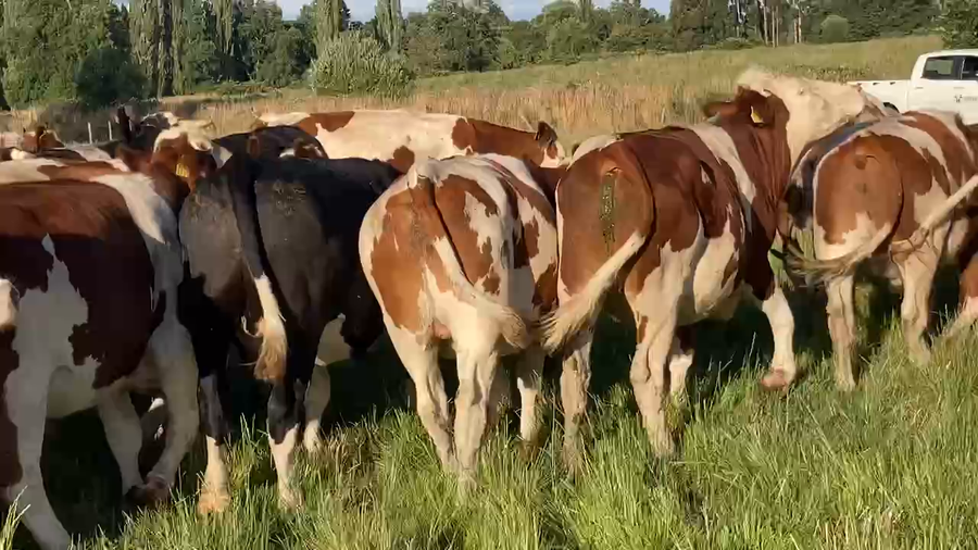 Lote 45 Novillo Gordo en Río Bueno, XIV Región Los Ríos