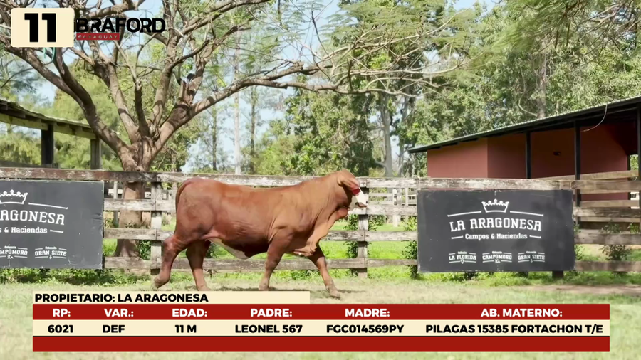 Lote LOTE 11 TERNERAS DE CORRAL