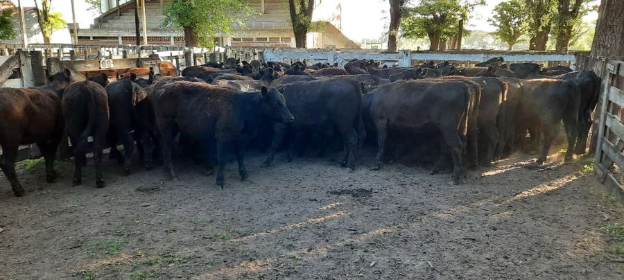 Lote 52 Vaquillonas en Gral. Lamadrid, Buenos Aires