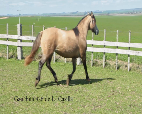 Lote GAUCHITA 426 DE LA CASILLA