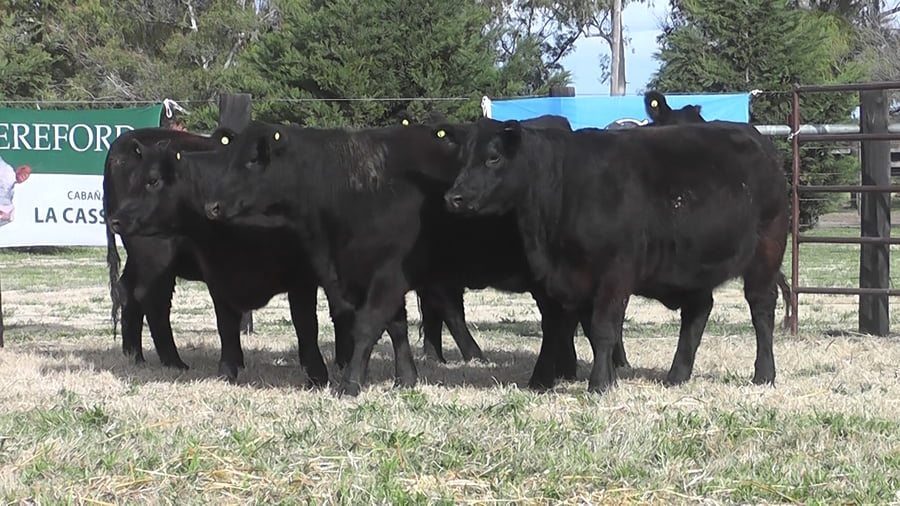 Lote VAQ. PC NEGRAS PARICIÓN PRIMAVERA